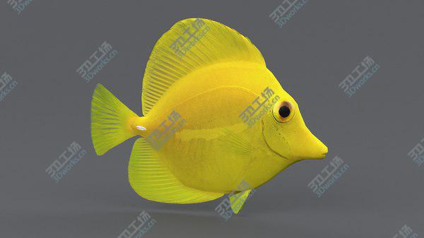 images/goods_img/20210312/Coral Reef Fish Collection 3D model/3.jpg